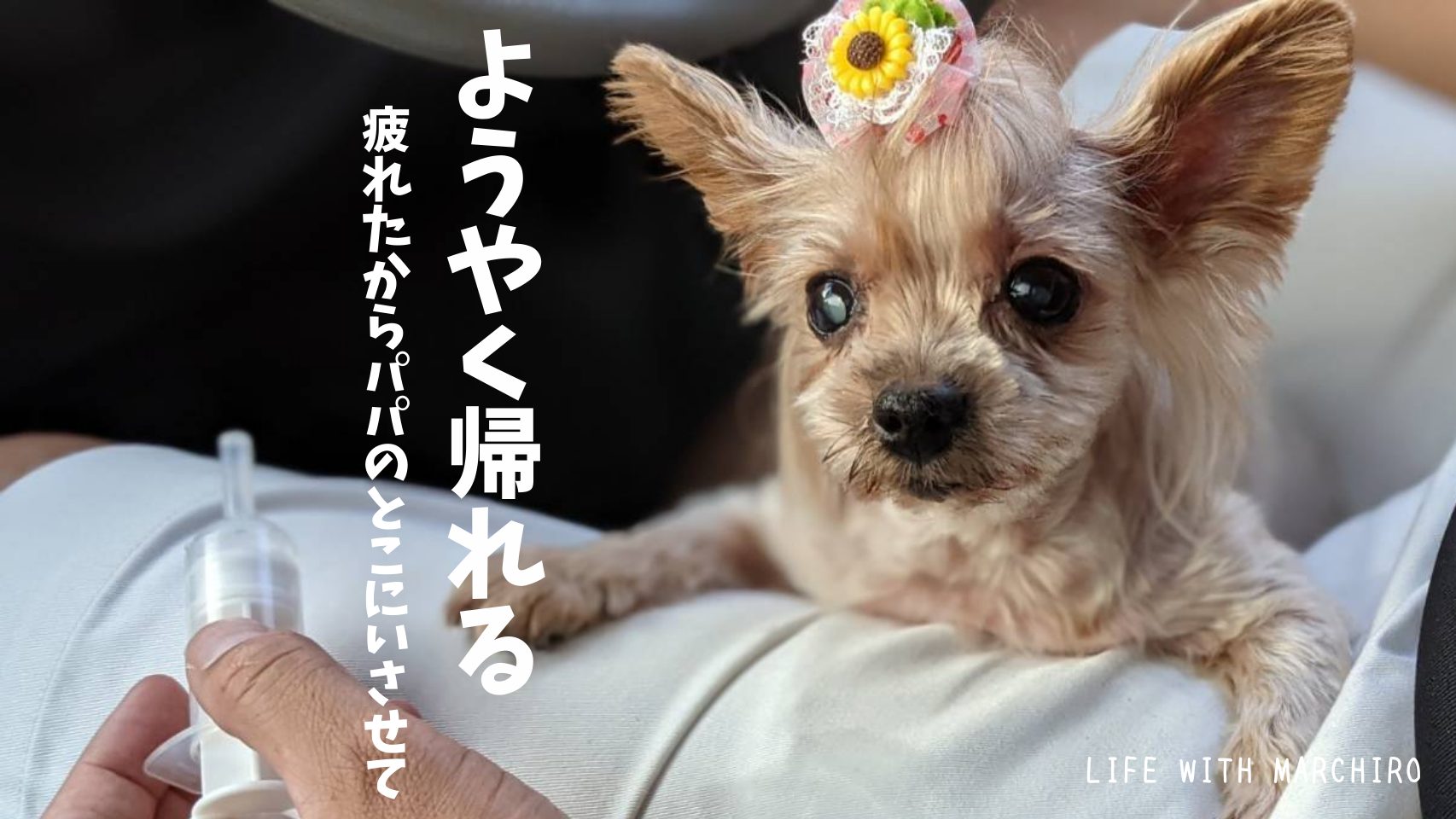 シニア犬 まーちろ病院記録 21年8月29日まーちろとのキロク Life With Marchiro